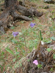 Pulsatilla ambigua