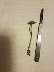 Psilocybe tampanensis