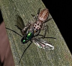 Opisthoncus alborufescens