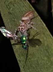 Opisthoncus alborufescens