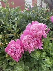 Paeonia
