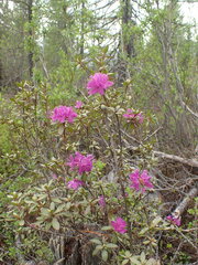Rhododendron parvifolium