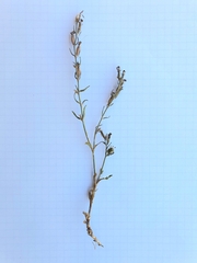 Silene