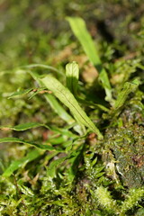 Notogrammitis billardierei