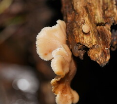 Lentinellus pulvinulus