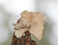 Lentinellus pulvinulus