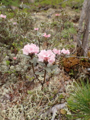 Rhododendron adamsii