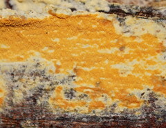 Gloeoporellus merulinus