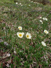 Dryas octopetala