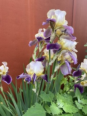 Iris