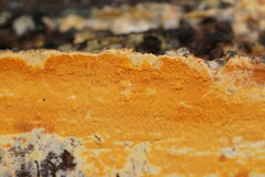 Gloeoporellus merulinus