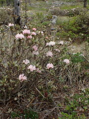 Rhododendron adamsii