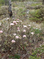 Rhododendron adamsii