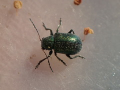 Colaspidea smaragdula