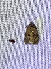 Olethreutes astrologana