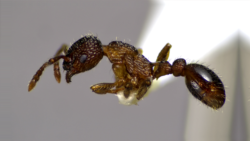Punctate Furrowed Ant