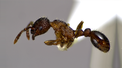 Punctate Furrowed Ant