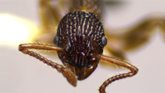 Myrmica punctiventris