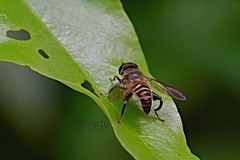 Mallota curvigaster