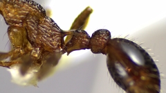 Myrmica punctiventris