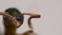 Myrmica punctiventris