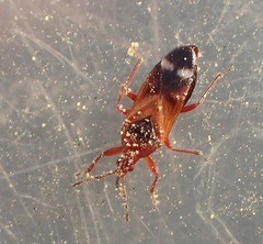 Anthocoris bakeri