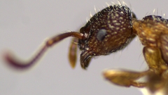 Myrmica punctiventris
