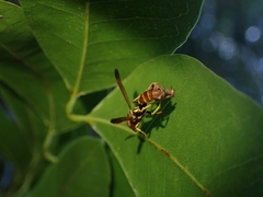 Mischocyttarus phthisicus