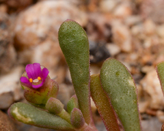 Cistanthe calycina