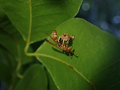 Mischocyttarus phthisicus