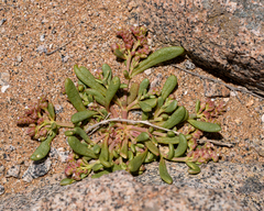 Cistanthe calycina