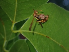 Mischocyttarus phthisicus