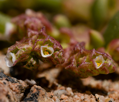Cistanthe calycina