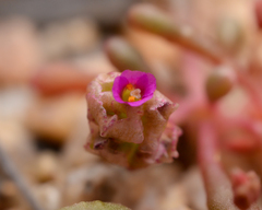 Cistanthe calycina