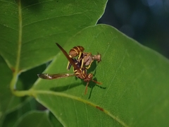 Mischocyttarus phthisicus