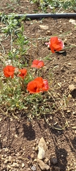 Papaver syriacum