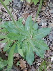 Hypochaeris maculata