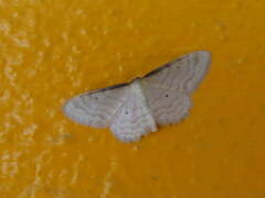 Idaea bigladiata