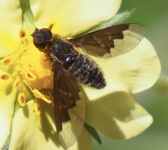 Hemipenthes morioides