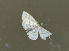 Geometridae