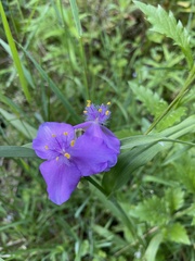 Tradescantia bracteata