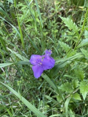 Tradescantia bracteata