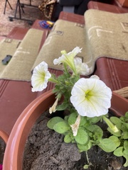 Petunia