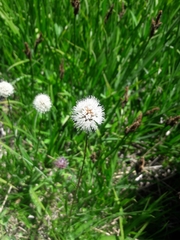 Bistorta bistortoides