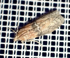Sciota adelphella