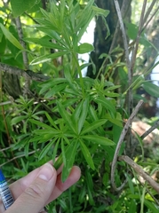 Galium rivale