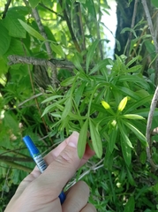 Galium rivale