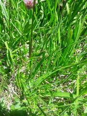 Bistorta bistortoides