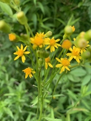 Packera schweinitziana