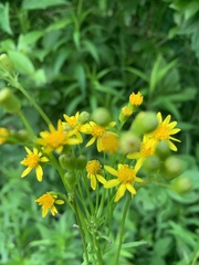 Packera schweinitziana